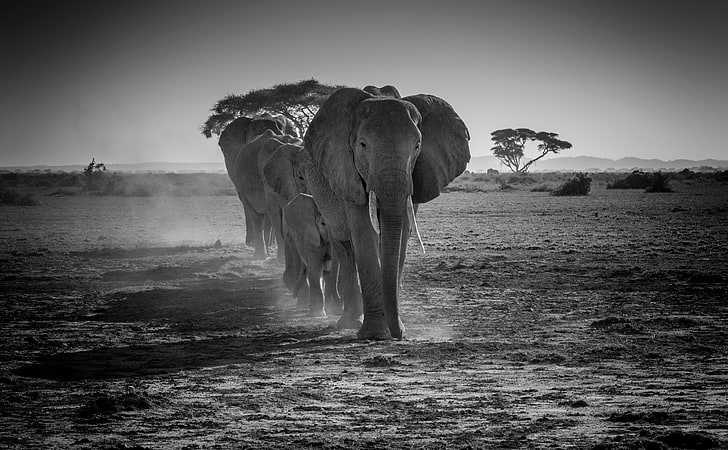 African Elephant Photography, conservation, african elephant, no people, park Free HD Wallpaper