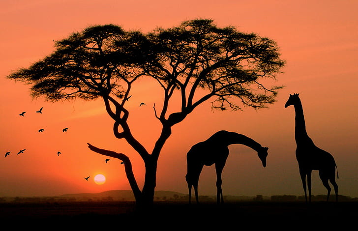 African Safari Giraffe Sunset, red, bird, africa, sunset