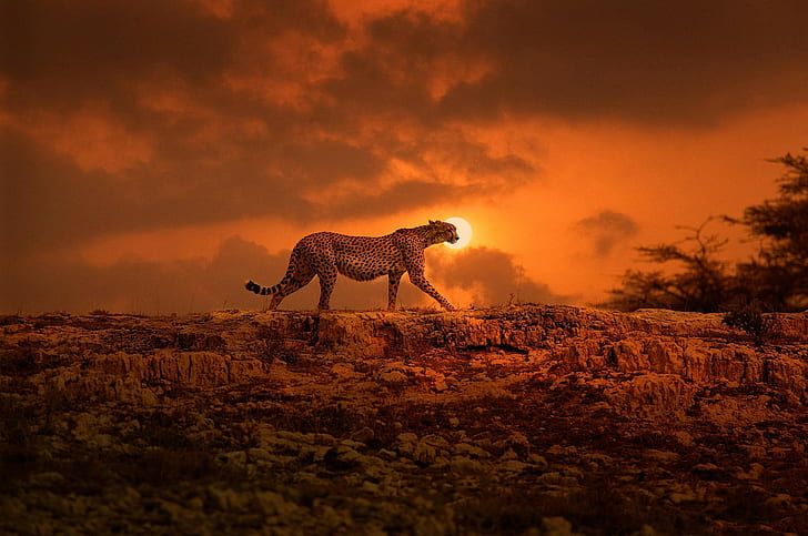 African Sunset Purple, cheetah, africa, kenya, Cheetah Free HD Wallpaper