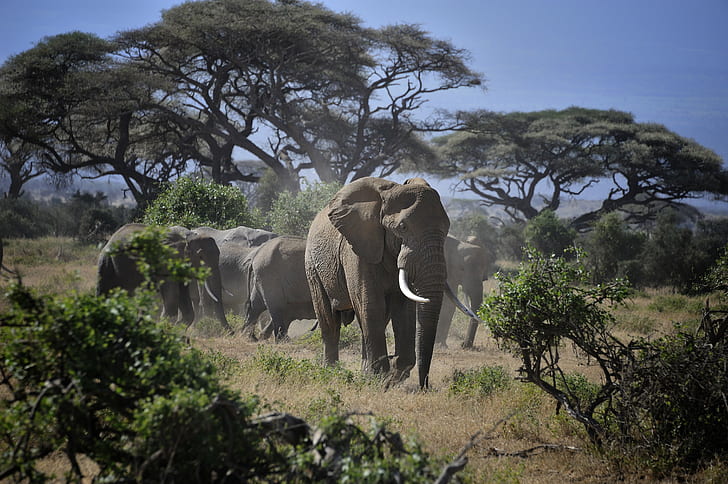 Amboseli National Park Logo, animals in the wild, acacia, elephants, east africa Free HD Wallpaper