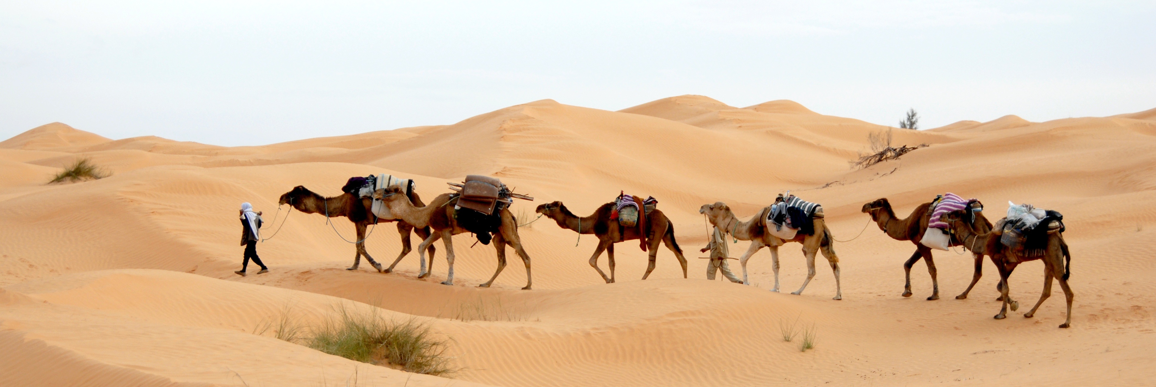 Ancient Caravan, climate, convoy, arid climate, africa