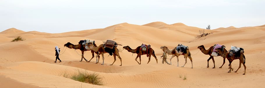 Ancient Caravan, climate, convoy, arid climate, africa Free HD Wallpaper