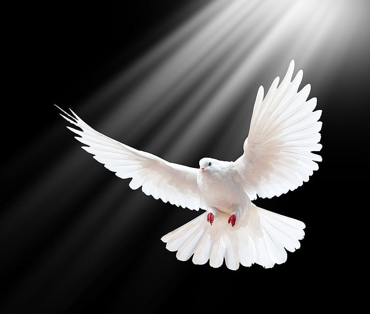 Animated Holy Spirit Dove, wildlife, vertebrate, homing pigeon, pigeon Free HD Wallpaper