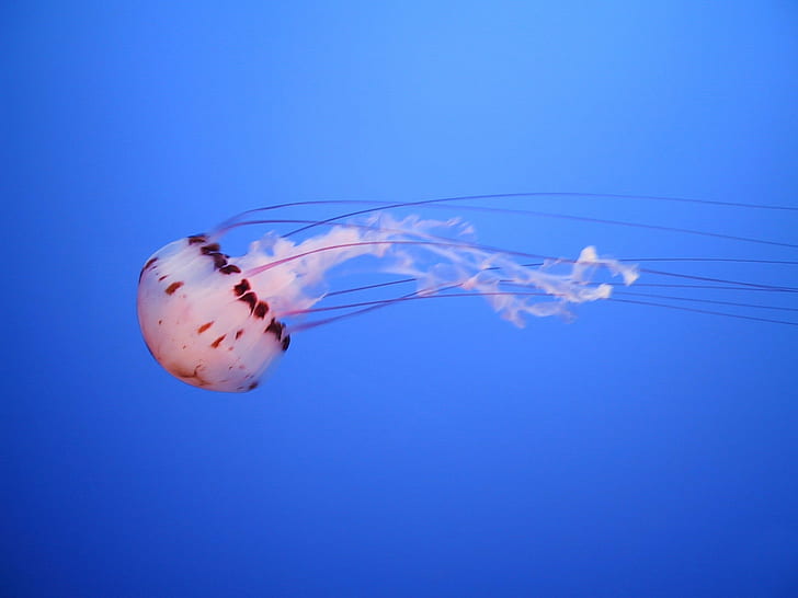 Beautiful Deep Sea Life, animal, sea, tentacle, monterey  aquarium Free HD Wallpaper