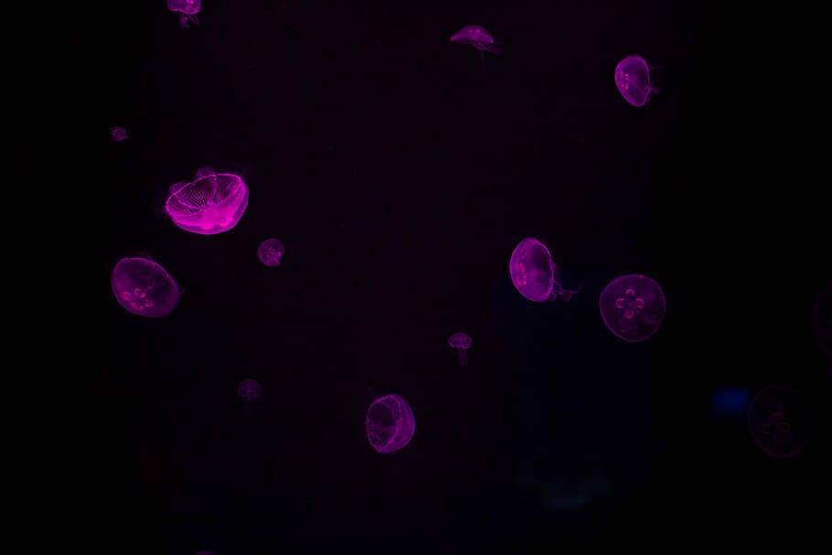 Bing Jellyfish, no people, black, abstract, grain