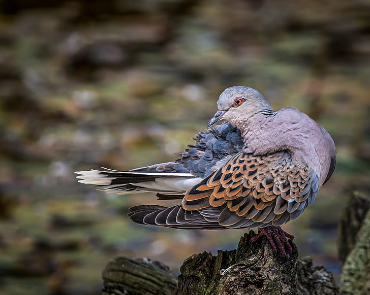 Bird Identification, feather, outdoors, animal, nature