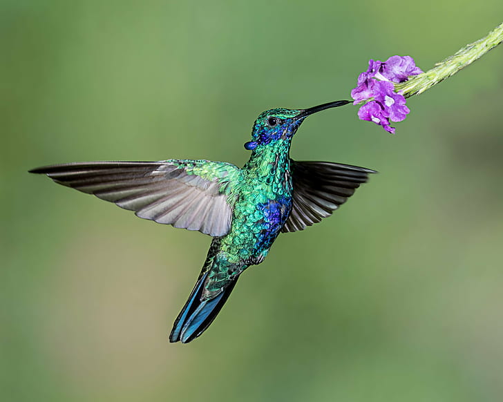 Blue Hummingbird Tattoo, animal wing, animal, sparkling violetear, lens Free HD Wallpaper