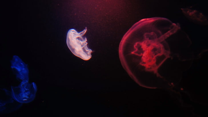 Blue Moon Jellyfish, jellyfish, underwater, closeup, sea Free HD Wallpaper