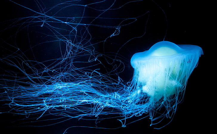 Blue Underwater, markii, studio shot, long exposure, black Free HD Wallpaper