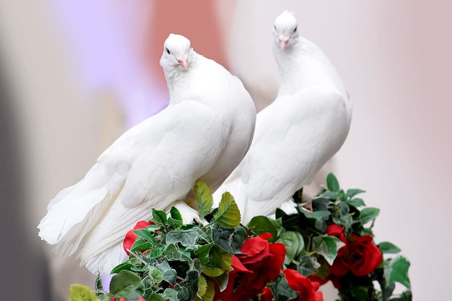 bouquet, flower arrangement, parrot, flower Free HD Wallpaper