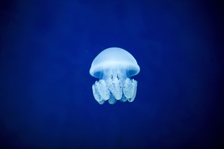 Box Jellyfish, life, one animal, animals in captivity, animal Free HD Wallpaper