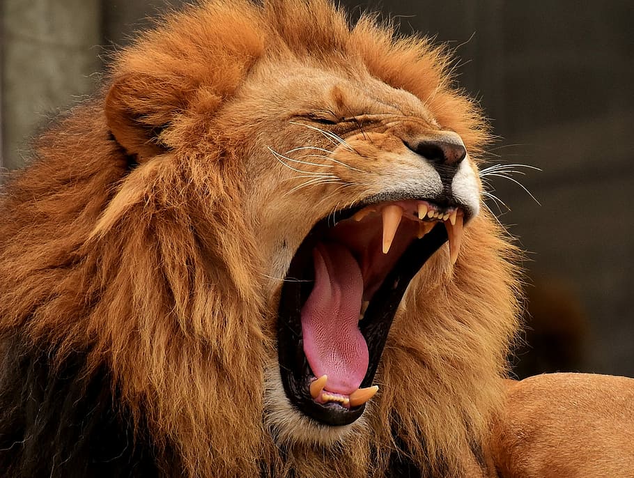 Cartoon Lion Roaring, animal themes, animal teeth, feline, closeup Free HD Wallpaper