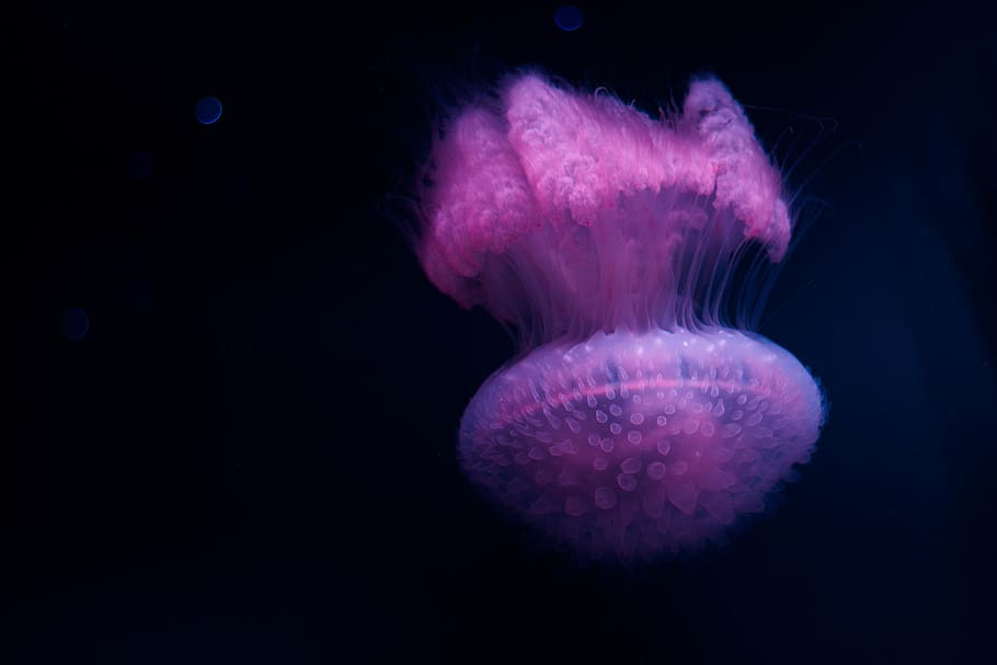 Clear Underwater Ocean, seashell, manta ray, floating on water, tentacle Free HD Wallpaper