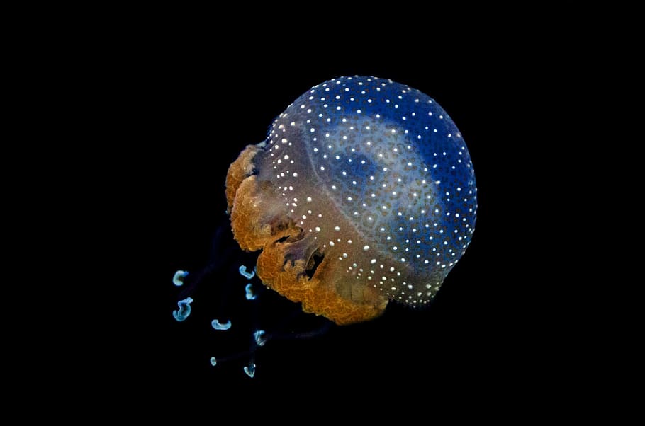 Cnidaria Jellyfish, indoors, studio shot, one animal, medusa Free HD Wallpaper