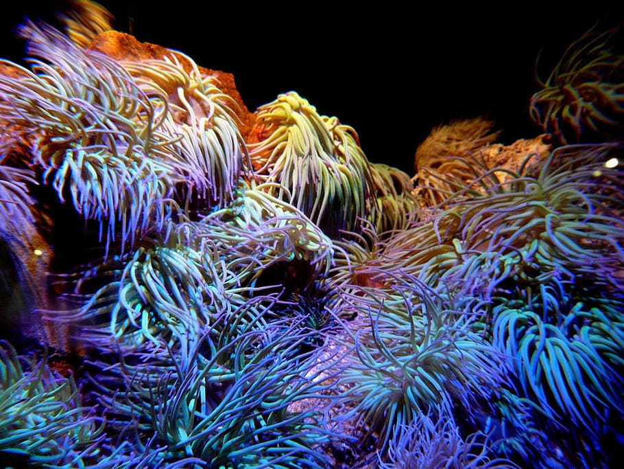 Coral Reef Ecosystem, underwater, animal wildlife, multi colored, black background Free HD Wallpaper