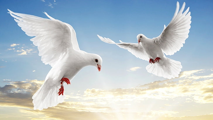 Dove Flying Free, midair, outdoors, animal themes, cloud  sky Free HD Wallpaper