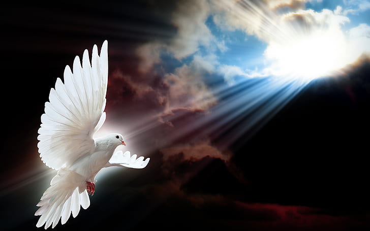 Dove Holy Spirit Healing, clouds,, wings, dove, white Free HD Wallpaper