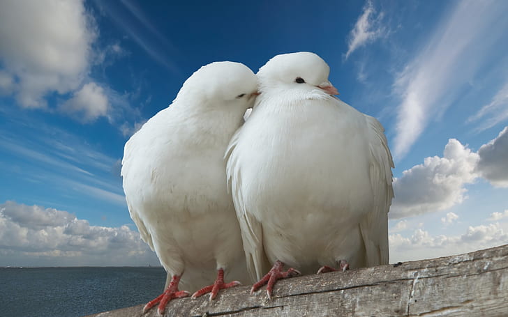 Doves in Love, pigeons, Love, love, white