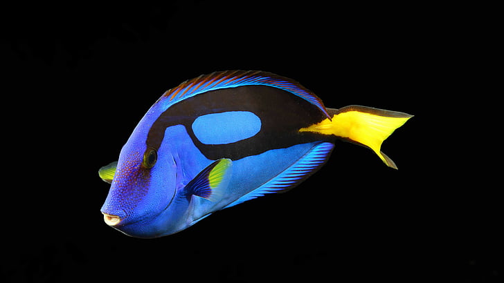 Exotic Tropical Fish, yellow, fish, blue, surgeonfish Free HD Wallpaper