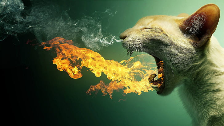 Fire Cat, design, funny, smoke, flame Free HD Wallpaper