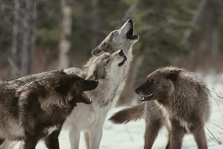 Grey Wolf Profile, no people, group of animals, day, conflict