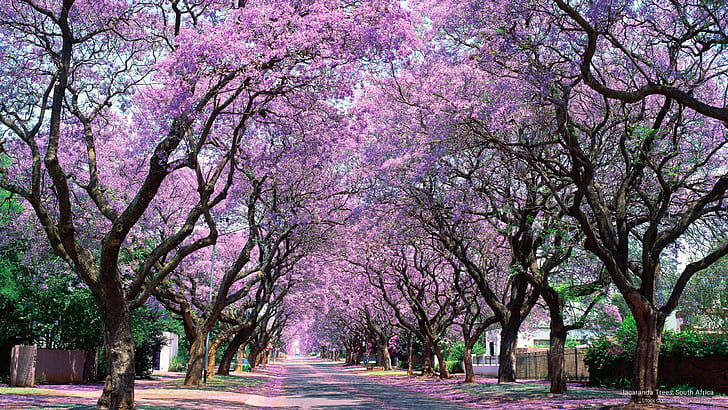 Jacaranda Pretoria, nature, africa, south, jacaranda Free HD Wallpaper