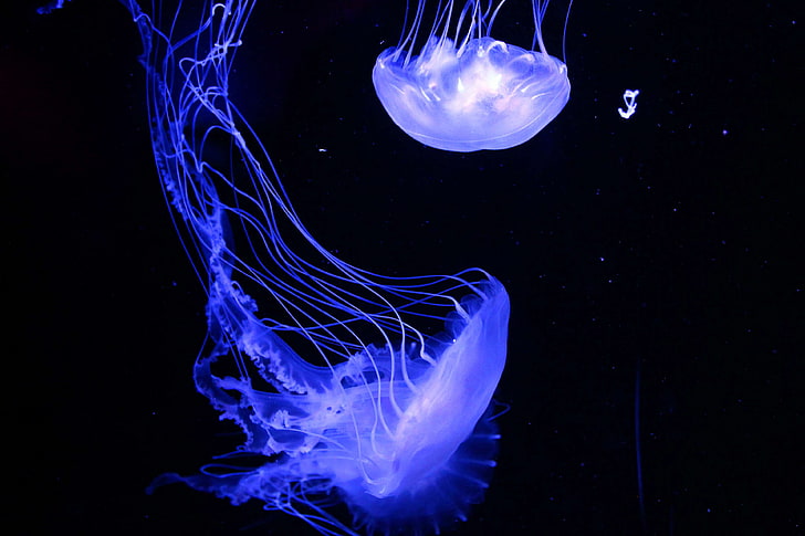 Jellyfish Art, jellyfish, no people, jelly, dark Free HD Wallpaper