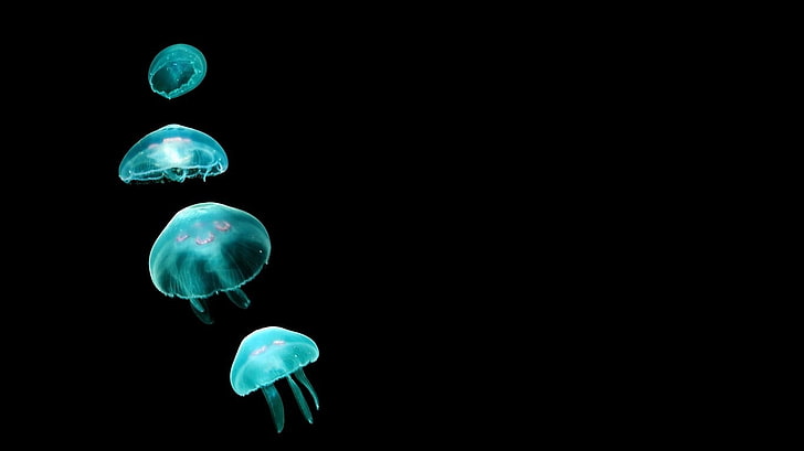 Jellyfish Art, undersea, swimming, outdoors, sea life Free HD Wallpaper