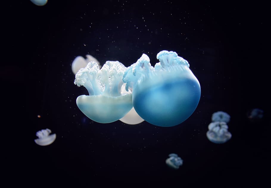 Jellyfish HD, swimming animal, tank, cnidarian, swimming Free HD Wallpaper
