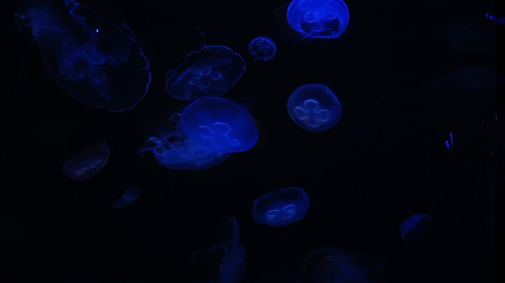 jellyfish, maui, sea life, group of animals Free HD Wallpaper