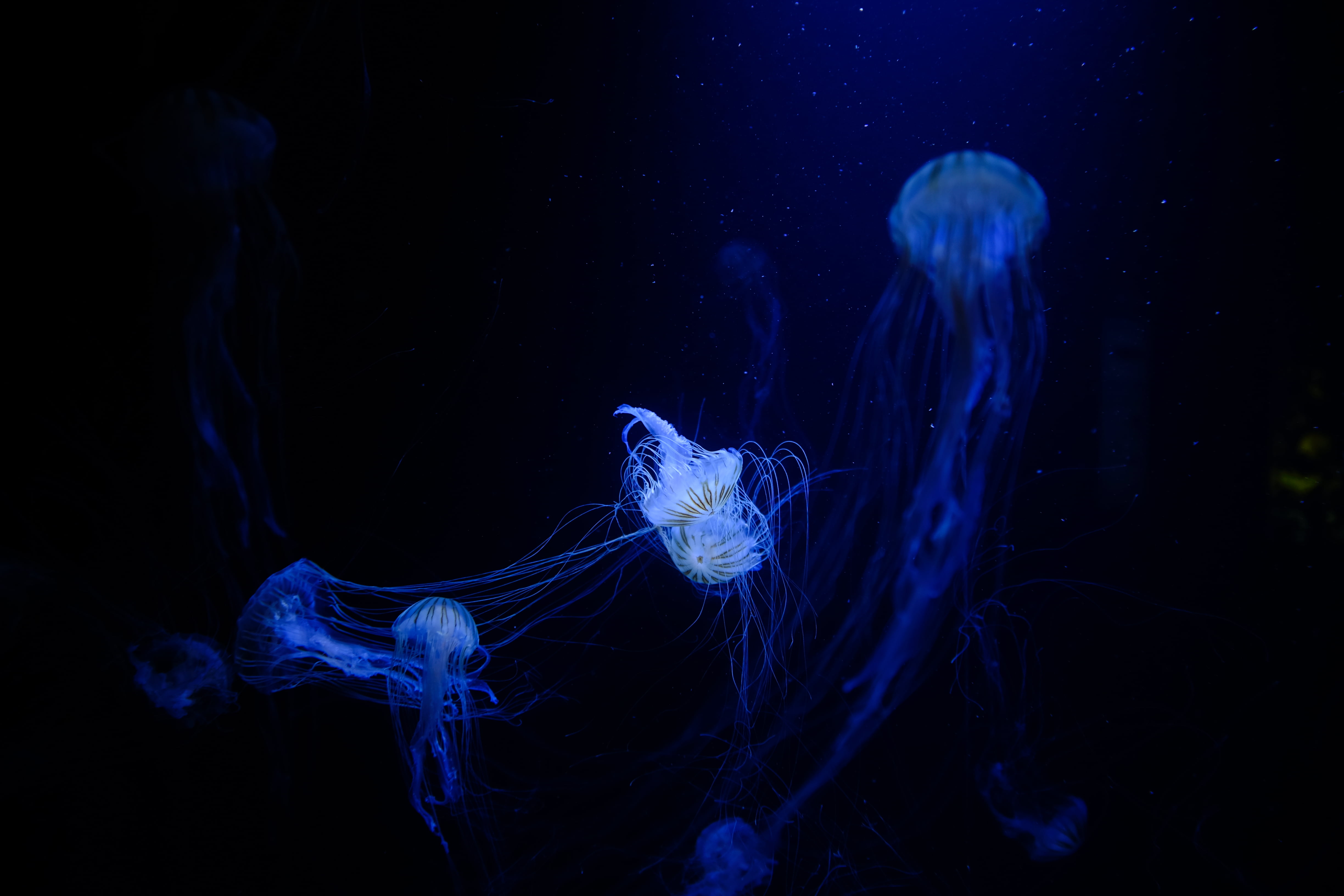 jellyfish, sea, aquarium, animal