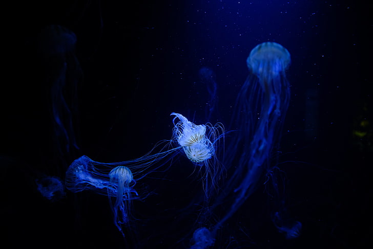 jellyfish, sea, aquarium, animal Free HD Wallpaper
