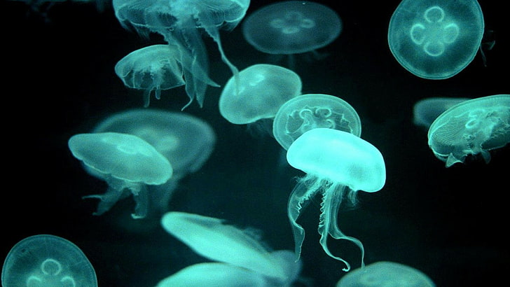 Jellyfish Species, nature, animal themes, sea, black background