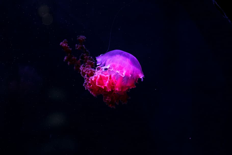 Jellyfish Tank, sting, undersea, animal, animals in the wild Free HD Wallpaper