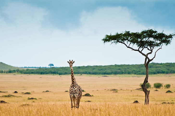 Kalahari Desert Animals, animals in the wild, no people, serengeti national park, field Free HD Wallpaper