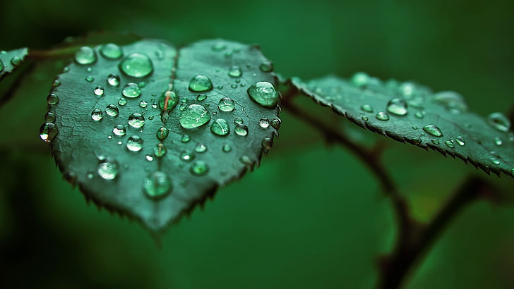 Leaf Water Droplets, outdoors, day, plant part, flower Free HD Wallpaper