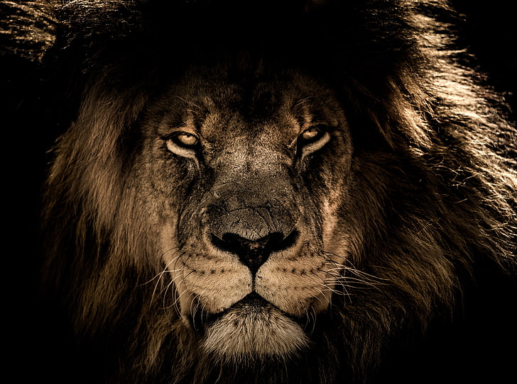 Lion Face Art, whisker, danger, big cat, black background Free HD Wallpaper