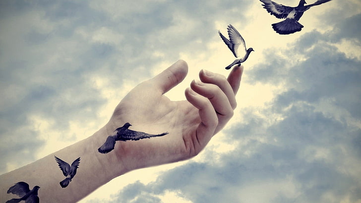 Love Liberates, animal wing, day, spread wings, sky Free HD Wallpaper