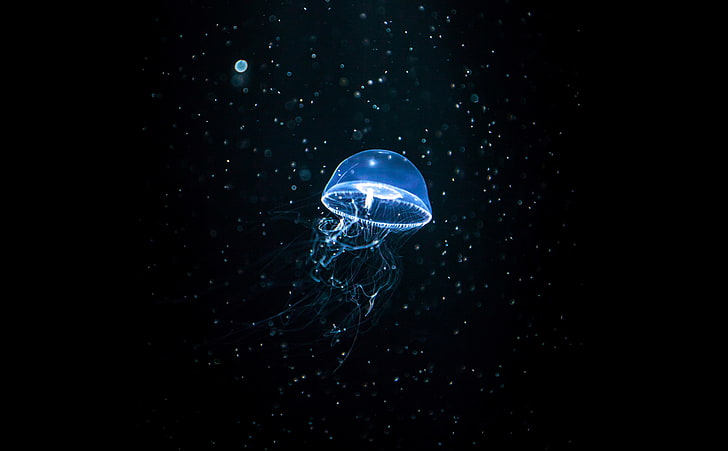 Luminous Jellyfish, black background, invertebrate, dark, animal Free HD Wallpaper