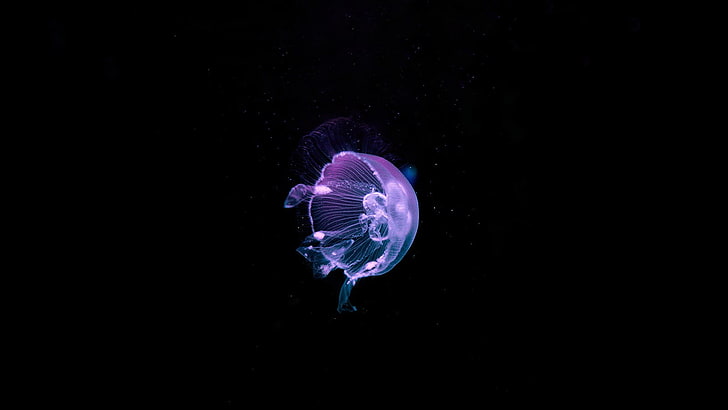 Medusozoa, purple, vertebrate, outdoors, sea life Free HD Wallpaper