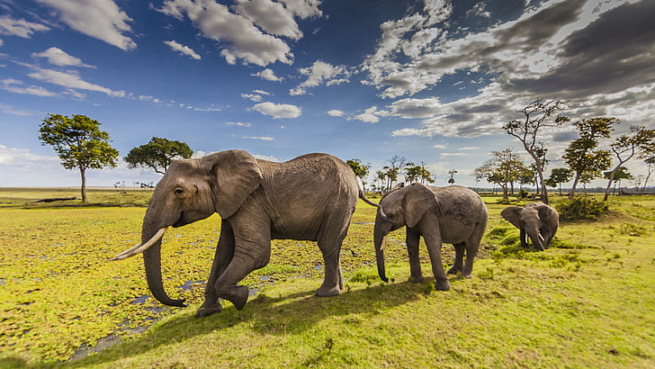 Mount Kenya, field, herbivorous, elephant, plant Free HD Wallpaper