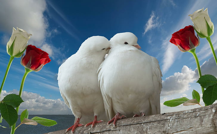 Peace Bird, sky, love, doves, couple Free HD Wallpaper