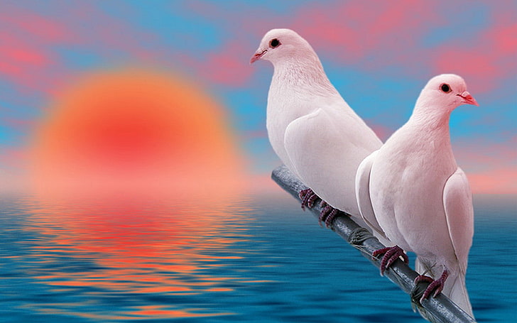 Peaceful Birds, sea, perching, bird, dove  bird Free HD Wallpaper