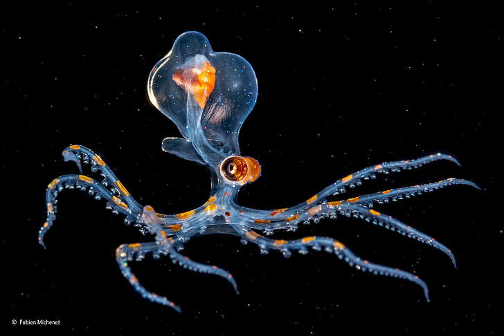 Pelagic Octopus, contests, group of animals, closeup, tentacles Free HD Wallpaper
