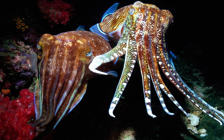 Pic of Squid, vertebrate, nature, marine, pacific ocean Free HD Wallpaper