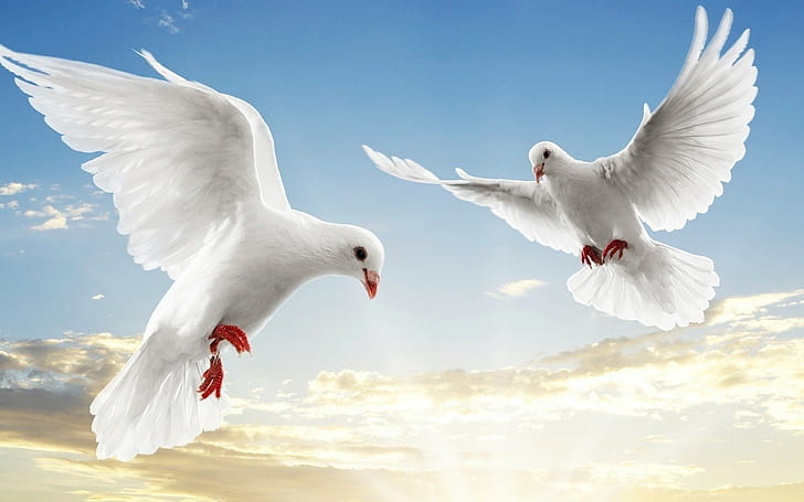 Pigeon Bird, flying, sky, animals, birds Free HD Wallpaper