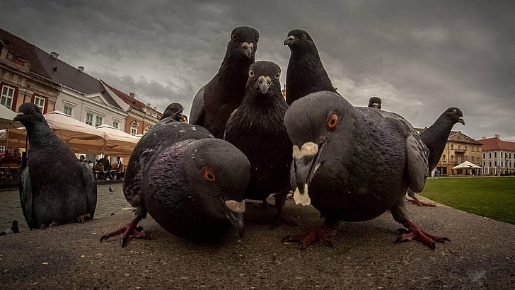 Pigeon Pics, built structure, no people, vertebrate, cloud  sky