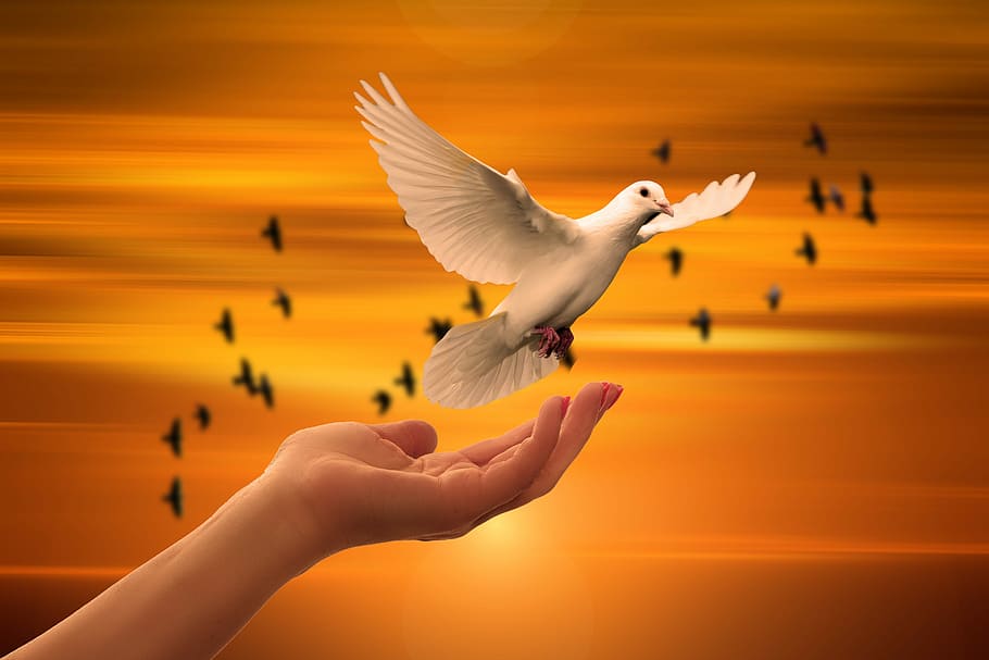 Praying Hands with Dove Tattoo, dom, animal wildlife, animal, sky Free HD Wallpaper