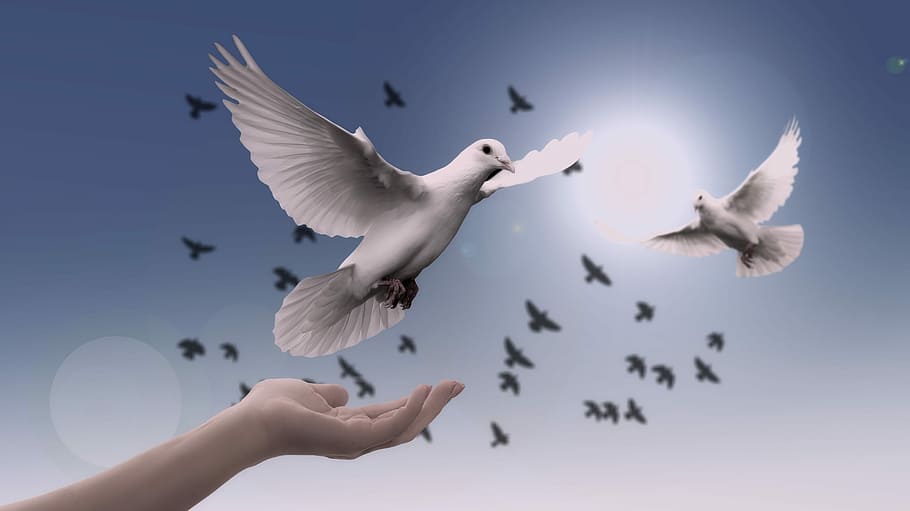 Praying Hands with Dove Tattoo, sunset, spirituality, dom, bird Free HD Wallpaper