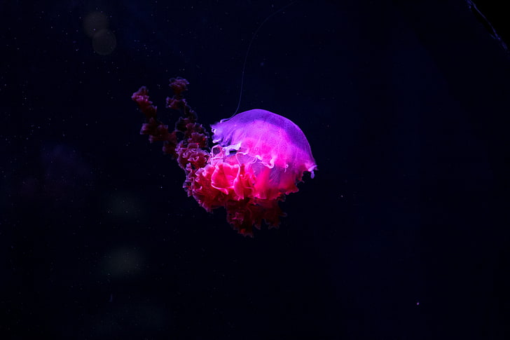 Pretty Jellyfish, floating on water, animal wildlife, tank, animals in the wild Free HD Wallpaper